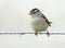 Sparrow on a wire fence