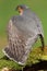 Sparrowhawk (Accipiter nisus)