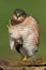 Sparrowhawk (Accipiter nisus)