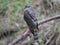 sparrowhawk on a branch