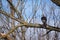 Sparrowhawk on a branch, close up hawk in nature, bird of pray resting on a tree