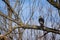 Sparrowhawk on a branch, close up hawk in nature, bird of pray resting on a tree