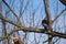 Sparrowhawk on a branch, close up hawk in nature, bird of pray resting on a tree