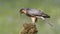 Sparrowhawk feeding
