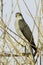 Sparrowhawk, female / Accipiter nisus