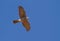 Sparrowhawk flying over