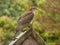 Sparrowhawk in the garden
