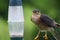 Sparrowhawk lurking by a bird feeder