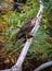 Sparrowhawk with prey