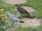 Sparrowhawk with Prey - Series 3 of 5