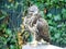 A sparrowhawk sits on the beam