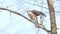 Sparrowhawk sits on a branch and flaps its wings