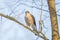Sparrowhawk sits on a branch on a sunny day
