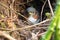 sparrowhawk sitting in sanctuary hiding spot