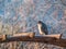 Sparrowhawk sitting on a wooden pergolla