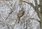 Sparrowhawk winter portrait