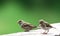 Sparrows