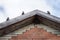 Sparrows birds sitting on the roof. Blue sky background