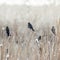 Sparrows in the Cattails