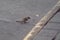 Sparrows on a concrete road with white and black transverse textured lines facing left`