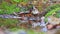 Sparrows drink water in a forest puddle