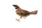 sparrows in dynamics isolated