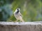 Sparrows: Feathered Friends in Your Backyard