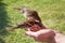 Sparrows feeding