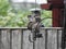 Sparrows feeding on fat balls from feeder