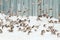 Sparrows fly and sit in the snow
