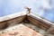 Sparrows fly up to their nest in the roof of the house