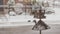 Sparrows flying in falling snow around streetlamp