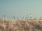 Sparrows over dune grass, Baltic Sea