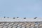 Sparrows perched atop a tiled rooftop on a cold morning.