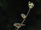 Sparrows perching on the plant stem