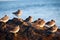 Sparrows on rock at beach