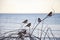 Sparrows on rose bushes in Ounquit on rocky coast of Maine on Atlantic Ocean in winter