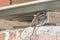 Sparrows sheltering from the rain under a roof