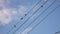 Sparrows sit on electric cables. Blue sky with clouds