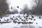 Sparrows sit on a snowy field road