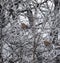 Sparrows sitting on frozen branch