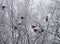 Sparrows sitting at frozen branch