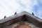 Sparrows sitting in the roof top of the house. Blue sky background