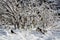 Sparrows on a snowy bush