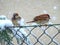 Sparrows on a snowy fence