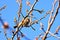 Sparrows in a spring garden among flowering fruit trees. Odessa, Ukraine.