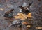 Sparrows swimming in an autumn puddle around a yellow maple leaf