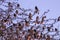 Sparrows on tree,group of small birds sitting in a row on a branch, indian local bird on tree,natural background with Sparrow