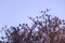 Sparrows on tree,group of small birds sitting in a row on a branch, indian local bird on tree,natural background with Sparrow
