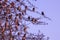 Sparrows on tree,group of small birds sitting in a row on a branch, indian local bird on tree,natural background with Sparrow